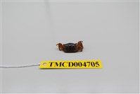 藏品(萬歲大眼蟹)的圖片